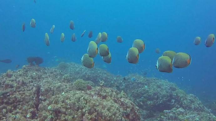 UN session on high seas biodiversity ends without agreement