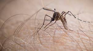 Dengue virus outbreaks in Karachi 