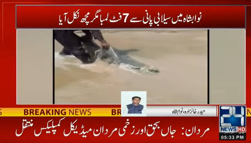 Seven feet long crocodile in flood waters causes panic in Nawabshah