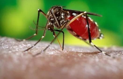 New dengue variant sets off alarm bells in Lahore