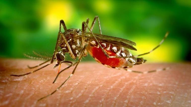 Dengue cases are increasing on alarming rate as 275 more patients were brought to the hospital in past 24 hours