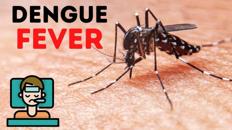 Another two die of dengue in Karachi 