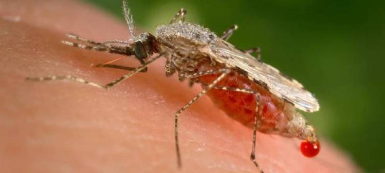 Two more die of malaria in flood-hit Shahdadkot