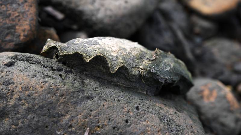 An oyster is seen along the shore at low tide near the South Bay Native Oyster Living Shoreline Project, near the Chula Vista Wildlife Refuge in Chula Vista, California. AFP