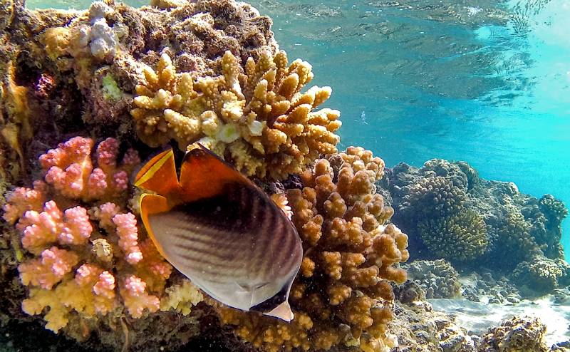 Threadfin butterflyfish (Chaetodon auriga) swim by a coral reef off the dive spot of Abu Dabbab along Egypt's southern Red Sea coast north of Marsa Alam. AFP