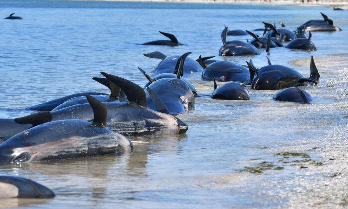 500 pilot whales dead after New Zealand mass strandings