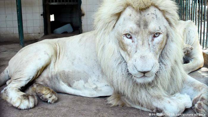 Heavyweight African white lion of Karachi Zoo dies