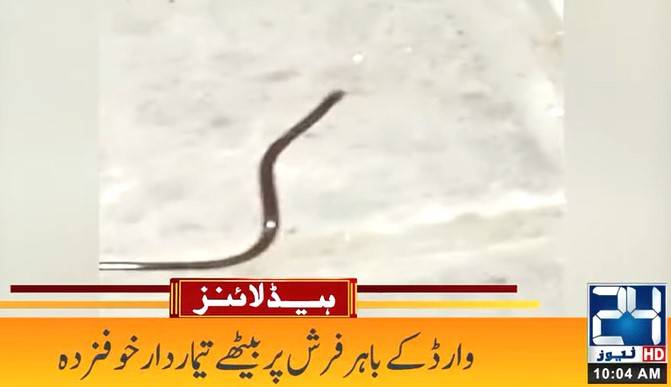 Snake appears in Karachi hospital, spreads panic among patients