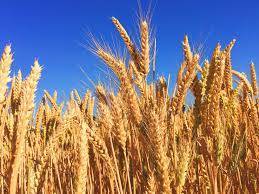 Heavy cost prevents Centre from importing wheat 