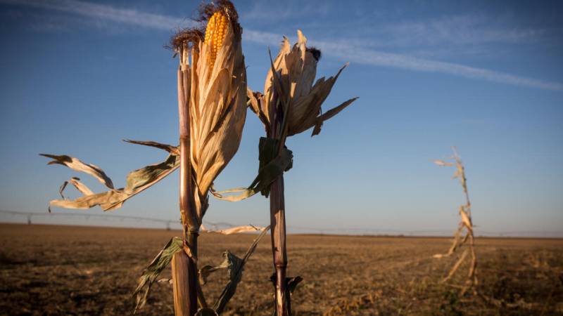 Farmers in US Midwest struggle amid prolonged drought