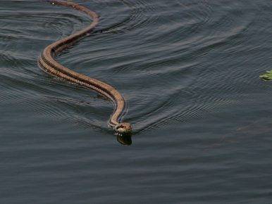 Little girl dies of snakebite in flood-hit Kot Diji