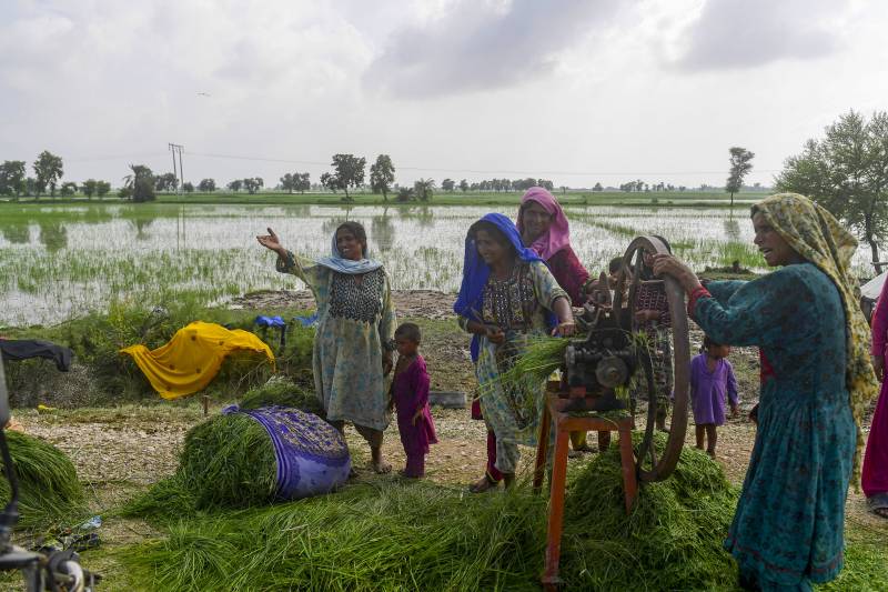 Flood-affected women chop animal feed beside damaged rice crops after heavy monsoon rains in Jacobabad, Sindh province of Pakistan. AFP