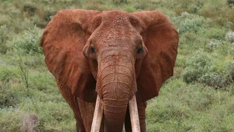 Kenya's largest female elephant dies