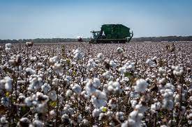 Cotton price rises by Rs1,000/40kg