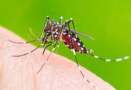 Dengue virus claims three more lives in Lahore