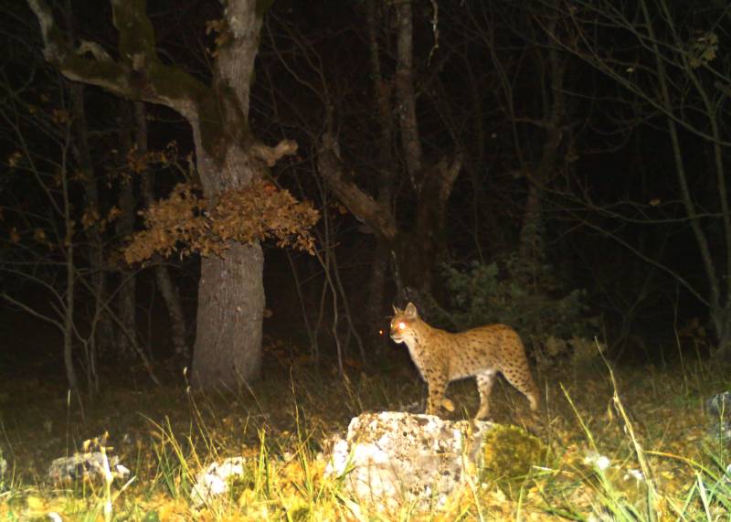 A Balkan lynx at the Prespa National Park, southeastern Albania. AFP