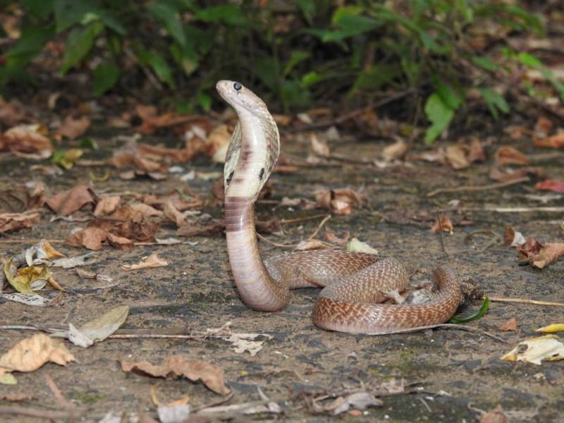 Venomous snakebite kills 8-year-old girl in Shahdadkot