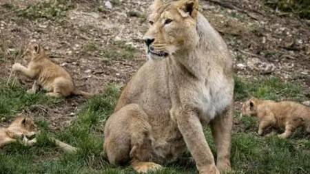 Lioness gives birth to three cubs at Lahore’s Safari Zoo