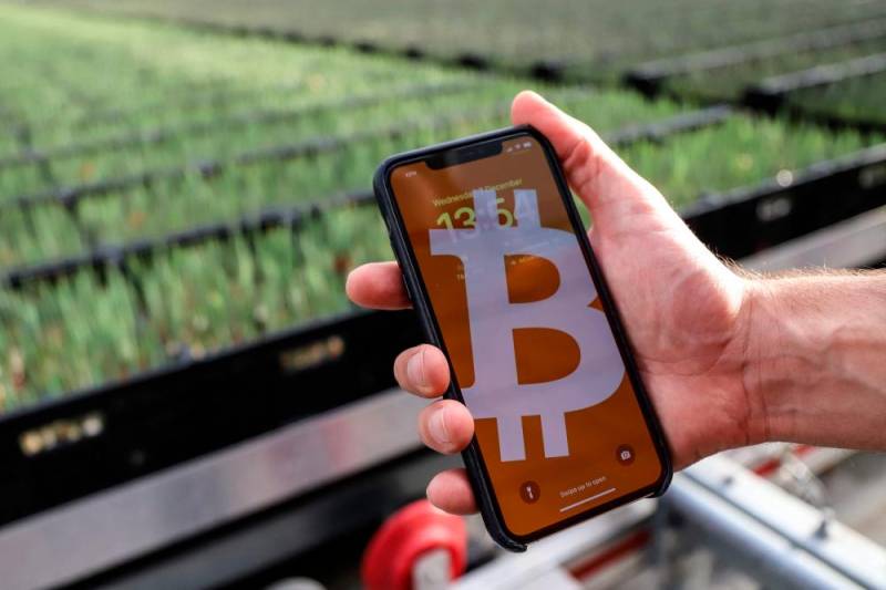 Cash crops: Dutch use bitcoin mining to grow tulips