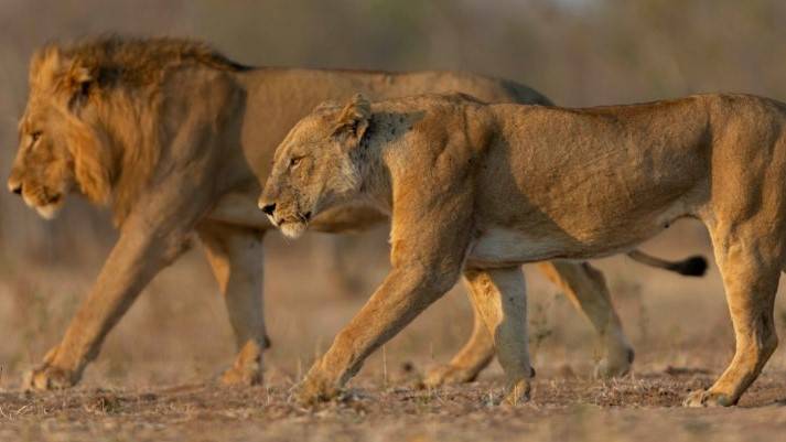 Lions killed after escape bid from Sudan paramilitaries