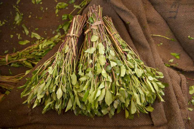 Saudi Arabia seizes 30 tonnes of the narcotic khat