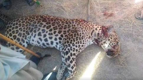 Indian Cheetah killed in Pakistan