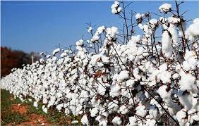 Cotton price goes up by Rs1,500