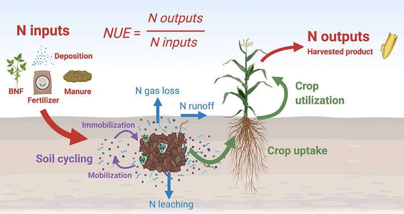 Reducing nitrogen use key to human and planetary health: study