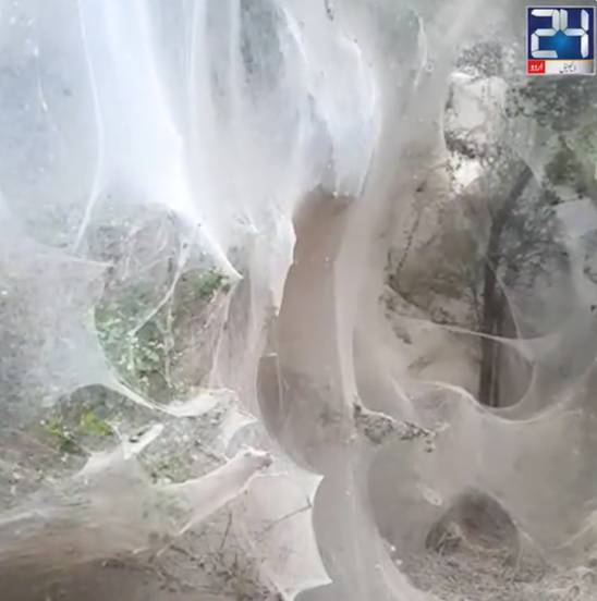 Spiders knit heavy webs to shield flood affectees in Dadu