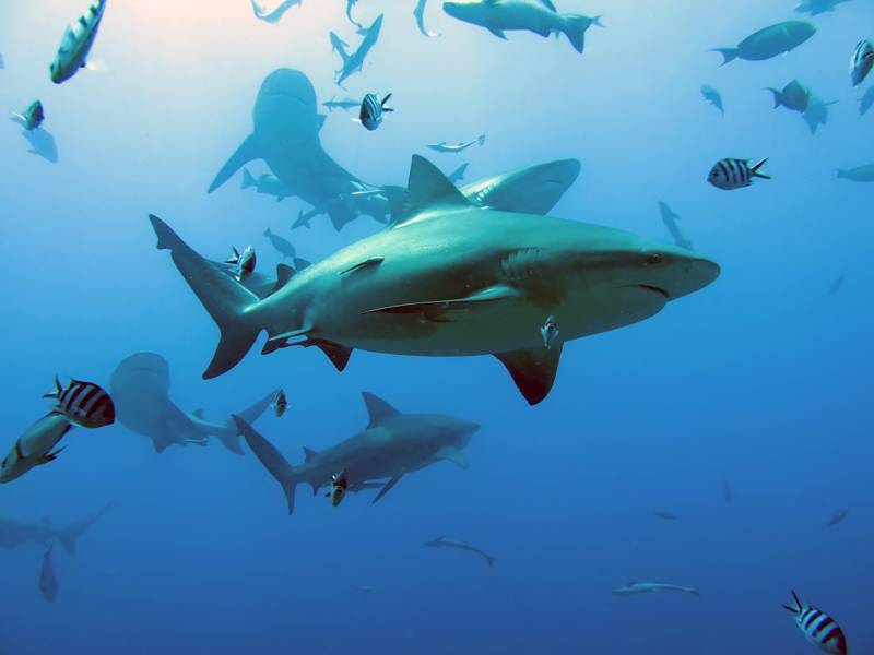 Two thirds of reef sharks and rays risk extinction: study