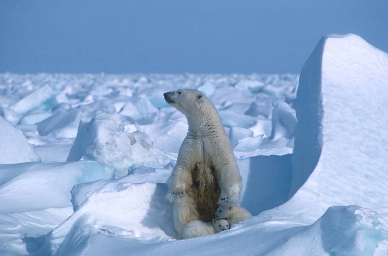 Polar bear kills woman and baby in remote Alaskan village