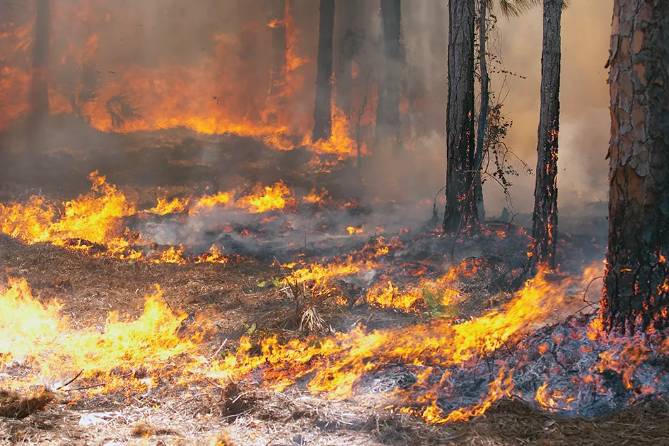 Fire breaks out in hand-planted forest of Head Balloki