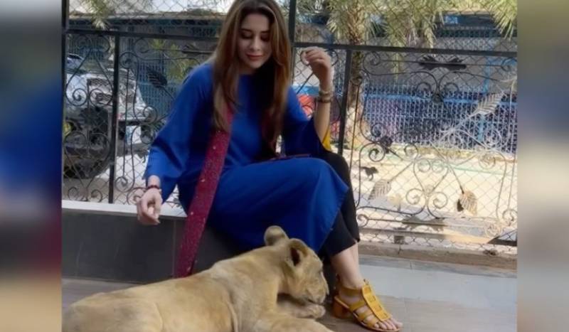 Azekah Daniel under fire for using lion cubs for photoshoot