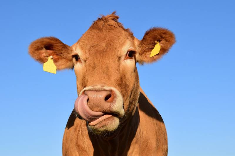 'Mad cow' disease case identified in Netherlands