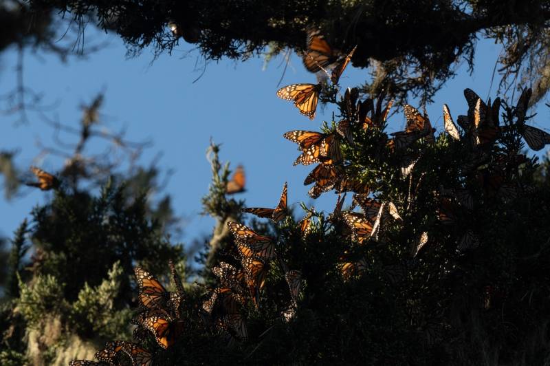 Endangered monarch butterflies face perilous storm