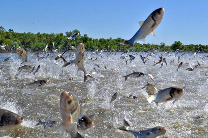 Selenium requirement, and interaction with other antioxidants in practical diet of silver carp