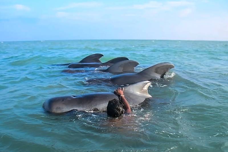 11 stranded pilot whales saved in Sri Lanka