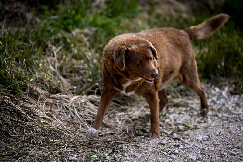 Bobi, a 30 year-old Portuguese dog that has been declared the world's oldest dog by Guinness World Records, walking in the surroundings of his home in the village of Conqueiros near Leiria. AFP