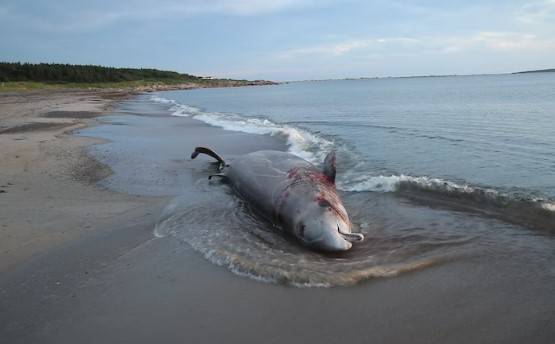 Scientists warned that controversial seabed mining could significantly threaten ocean ecosystems, especially blue whales and other cetaceans already stressed by shipping, pollution and climate change