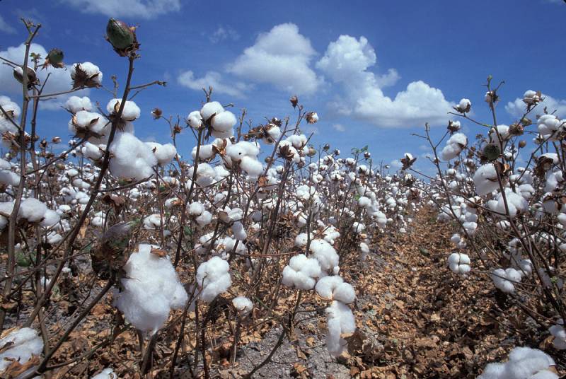 Pakistan slips to 7th place in cotton-producing countries list