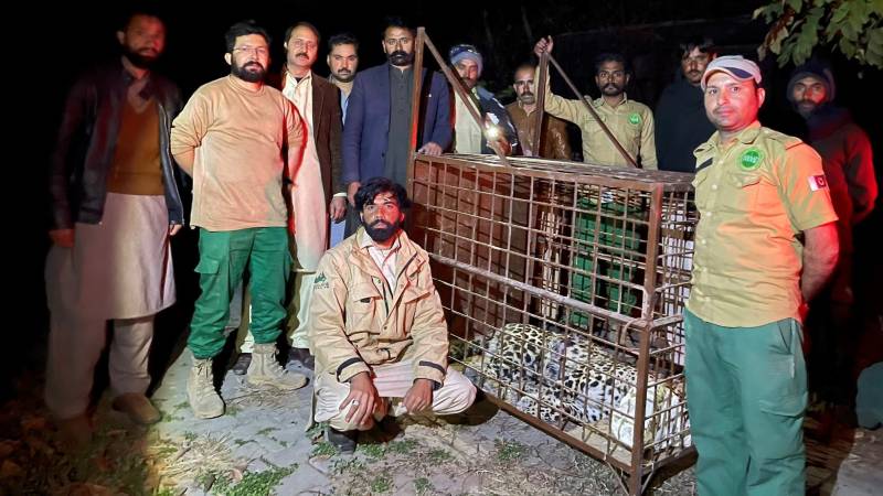 Captured leopard in Islamabad “in good health” at IWMB’s rescue and rehab centre