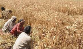 Punjab Food Department has recommended the government fix per maund wheat support price at Rs4000