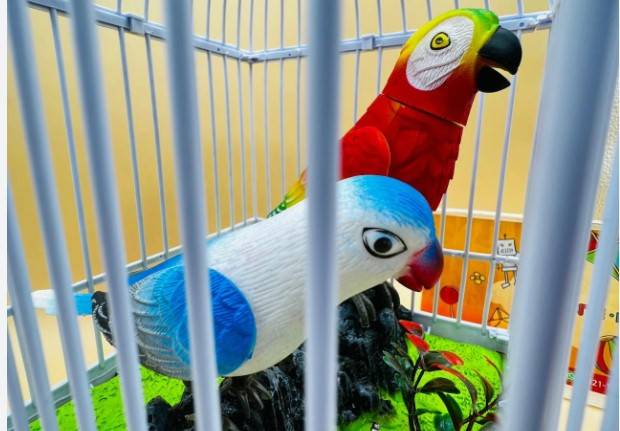 Expensive parrots looted at gunpoint in Lahore