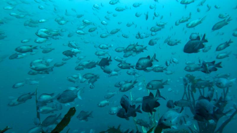 In this file photo taken on October 07, 2021, submarine view of fish in Punta Choros, La Higuera, Chile. Chile aims to become the first country in the world with a marine protected area (MPA) in international waters off its coast. AFP 