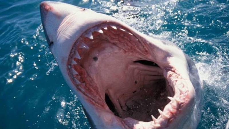 Shark kills Australian tourist in New Caledonia