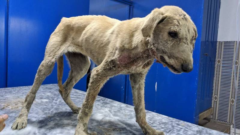 Dying dog rescued with a phone call