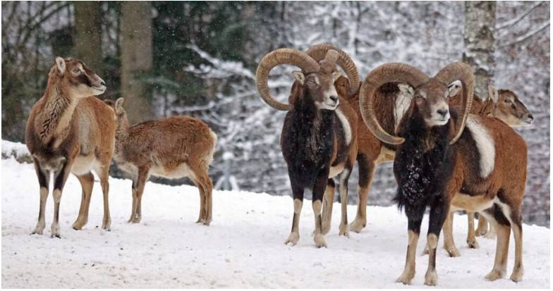  Mouflon sheep gives birth to lamb at Lahore Zoo