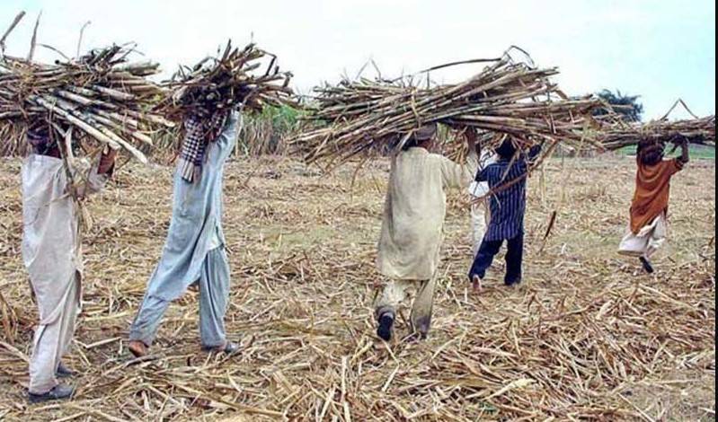 Sugar mills crushing small growers: Six mills owe Rs 9.35b