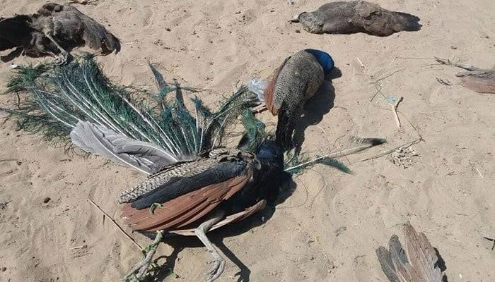 Mysterious disease kills 20 peacocks in Tharparkar