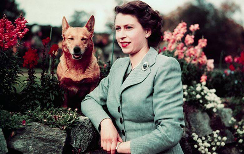 Queen's corgis take centre stage at London exhibition